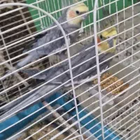 عروس هلندی سیامون|پرنده|شاندیز, |دیوار