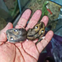 همستر مینیاتوری|موش و خرگوش|بافق, |دیوار