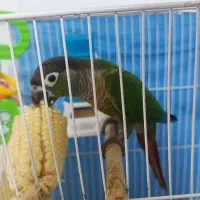 طوطی گرینچیک ۹ماهه نر  اهلی آروم