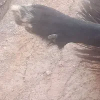 سگ قدرجونی|سگ|پلدختر, |دیوار