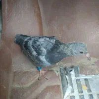 کبوتر فروشی وسایل مو تور|پرنده|زابل, |دیوار