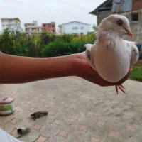 یک جفت کبوتر