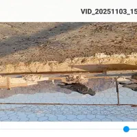 کبوتر پرشی المانی پلاکی|پرنده|کاشمر, |دیوار