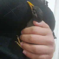 مرغ مینا نر