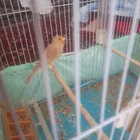 دوتا قناری نر رنگ خاص با قفس