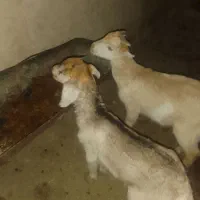 سه راس بز سانن زائیده