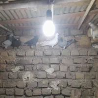 گفتر ۱۰|پرنده|نیشابور, مازول|دیوار