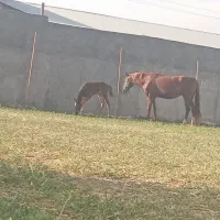 فروش مادیون با کره مادیان|اسب و تجهیزات اسبسواری|سیلاخور, |دیوار