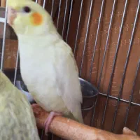 عروس هلندی لوتینو ۴۵ روزه دانخور