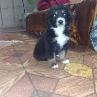 سگ پاکوتاه|سگ|بجنورد, |دیوار