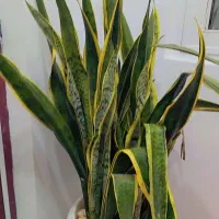 گل سانسوریا