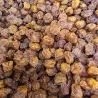 فروش آلو طرقبه افتابی