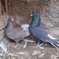 دم سفید خوشگل هم جفتگاه هم پرش