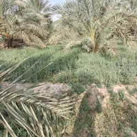 یک باغ فروشی