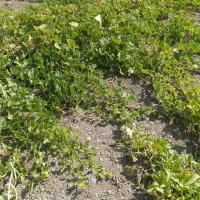چاه عمیق کشاورزی اجاره ای