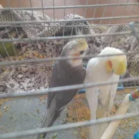 عروس هلندی معاوضه با جوجه عروس|پرنده|مزرعه کتول, |دیوار