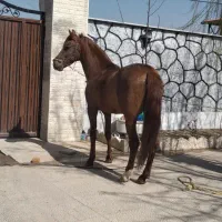 فروش اسب زیبای عرب خالص ایرانی|اسب و تجهیزات اسب‌سواری|دماوند, گیلاوند|دیوار