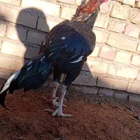 خروس نصل دار