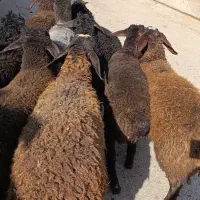 21راس بره|حیوانات مزرعه|کرج, فاز ۱ مهرشهر|دیوار