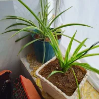 گل حسن یوسف گندمی|گل و گیاه طبیعی|گناباد, |دیوار