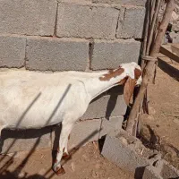 بز پاکستانی