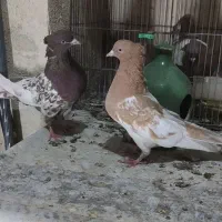 جفت کله و سینه کبوتر|پرنده|شیراز, شریفآباد|دیوار