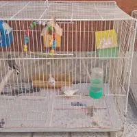 فروش پرنده|پرنده|مشهد, نوده|دیوار