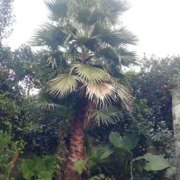 پالم واشنگتون