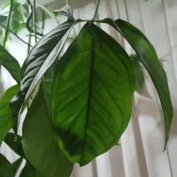 گل کله گرگی|گل و گیاه طبیعی|مشهد, میعاد (شهرک غرب)|دیوار