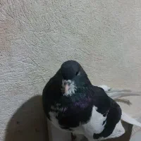 کفتر یال سیاه نر|پرنده|طسوج, |دیوار