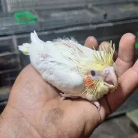 عروس هلندی سرلاکی|پرنده|کازرون, |دیوار