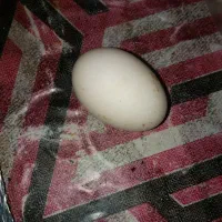 تعدادی  تخم  اردک