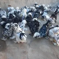 مرغ پایان دوره زینتی سلطان