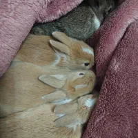 بچه خرگوش و خرگوش نر و ماده