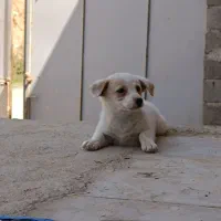 پاکوتا|سگ|میاندوآب, |دیوار