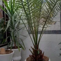 گل سرخس و نخل