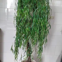 بید مجنون مصنوعی