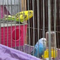 فروش دو جفت مرغ عشق