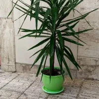 گل های طبیعی