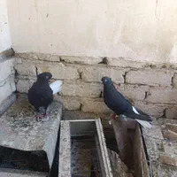 کفتر زاغ دم سفید|پرنده|مشهد, نیزه|دیوار