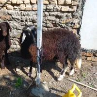 بره ماده توقلی|حیوانات مزرعه|آق قلا, |دیوار