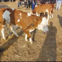 گاو و گوساله