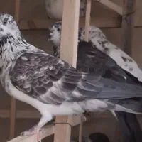 پلاکی و خارجی و پردمبی