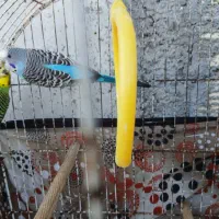 مرغ عشق نر ماده سالم سر حال|پرنده|ماکلوان, |دیوار