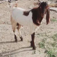 بز نر بز بزغاله