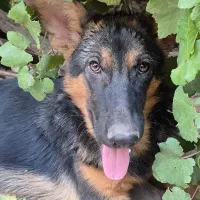 شاه توله سگ ژرمن شولاین|سگ|دزفول, |دیوار