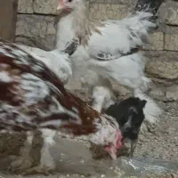 جوجه ،مرغ ،خروس گلین تا برهما و لاری