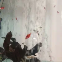 ماهی وسنگ ولوازم آکواریوم بار جدید گوپی|ماهی|مشهد, الهیه|دیوار