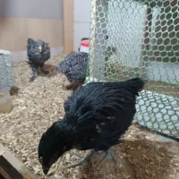 جوجه مرغ های آمروک و سلطان