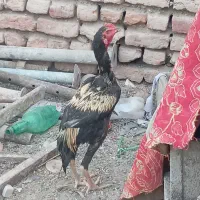خروس